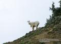 _IGP6497 mountain goat on trail